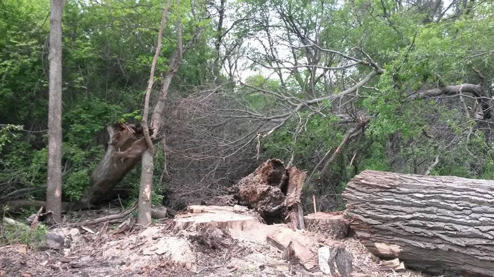 A wooded lot cleared to low stumps and open ground, felled logs and a large hollow stump remaining