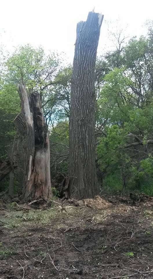 A storm-broken trunk still standing on a partly cleared lot, ready to come down