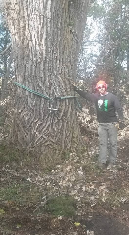 A Quality Tree Service crew member in a hard hat sets a rigging strap around a large tree trunk before the cut