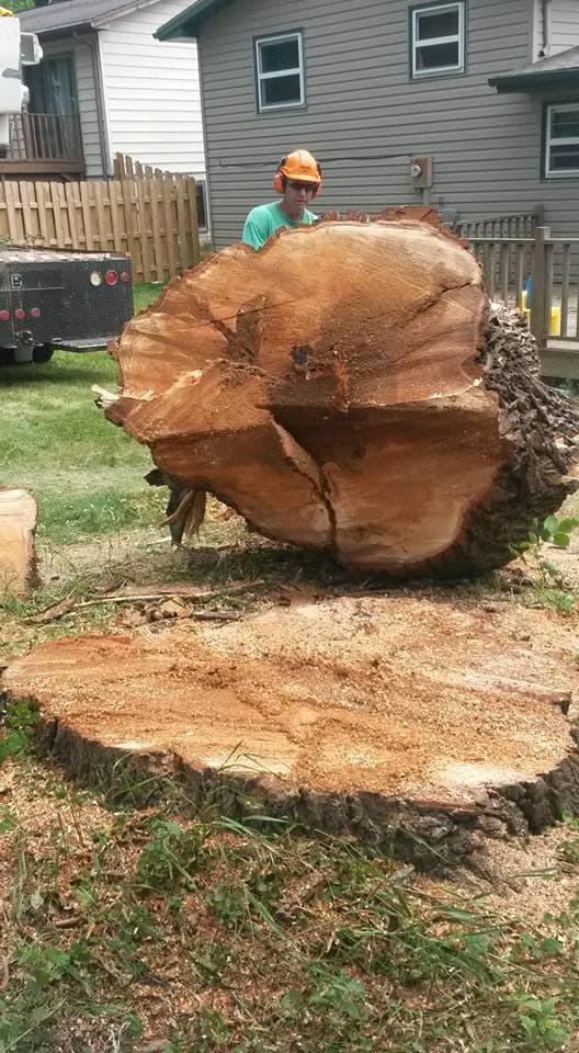 A crew member crouches behind a freshly cut tree cross-section that stands taller than he does, its rings and heartwood exposed