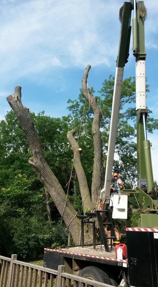A large tree reduced to bare vertical spars, a green bucket truck and crew working at its base