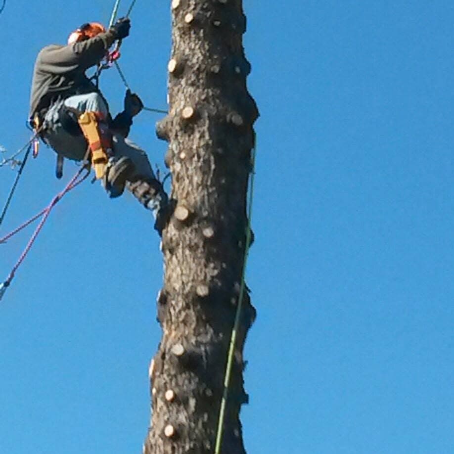 A Quality Tree Service climber roped high on a tall bare spar, chunking it down against a blue Brookings sky