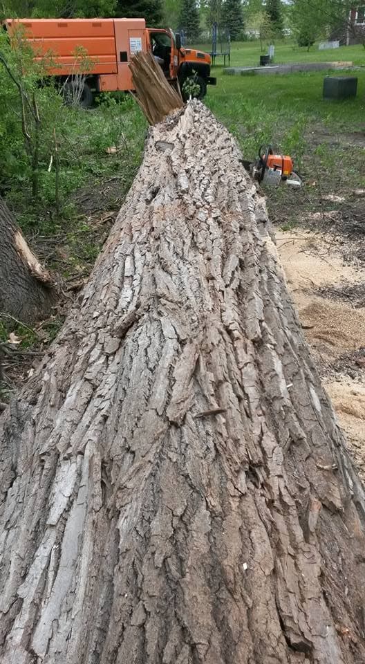 A massive felled trunk lying full length on the ground with a chainsaw resting on it