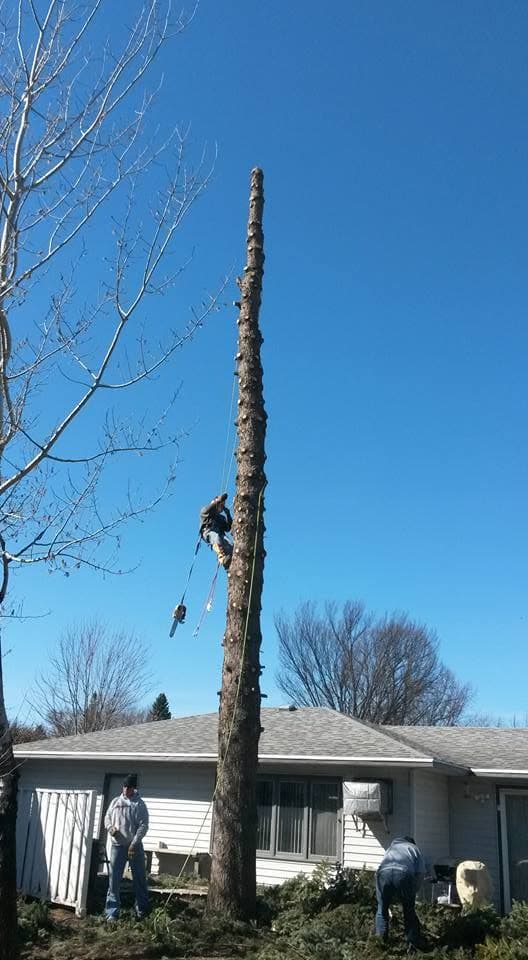 A climber roped near the top of a tall bare spar towering over a Brookings house