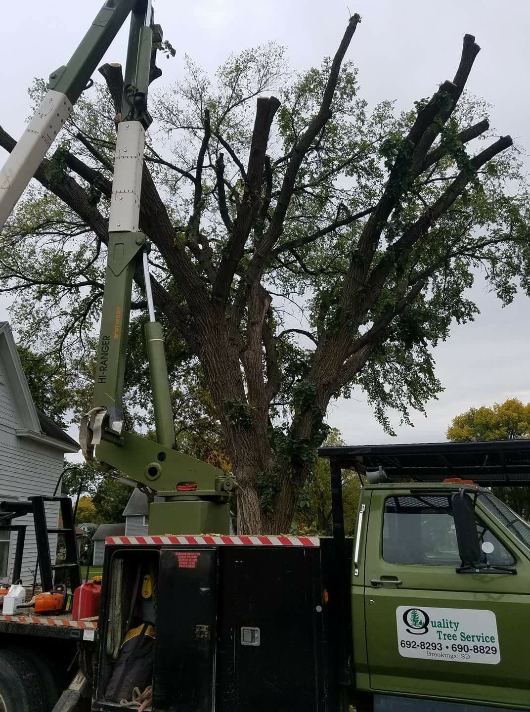 A Quality Tree Service bucket truck set up under a big trunk cut back to bare spars, mid-removal