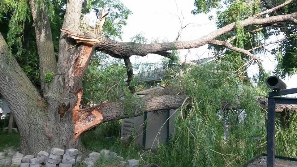 A large broken limb fallen over a shed and yard after a storm, splintered at the break