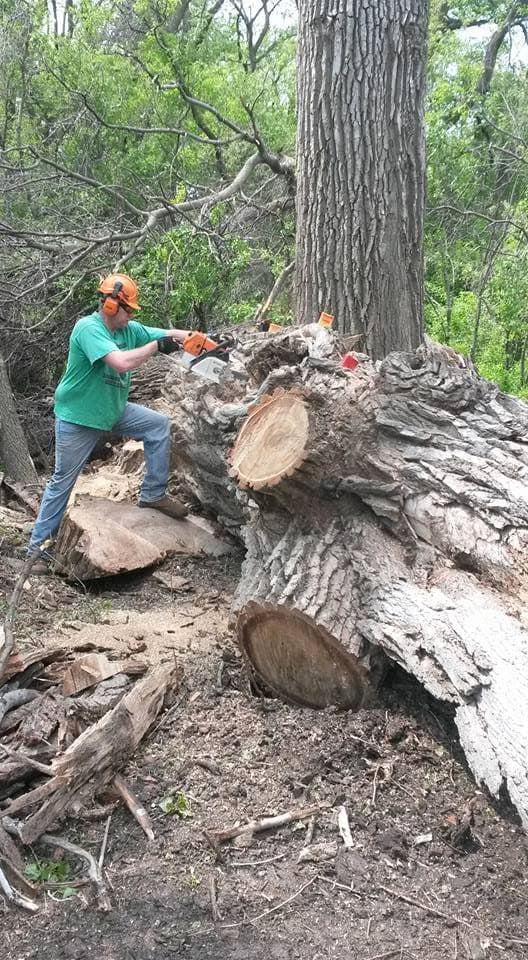 A crew member with a chainsaw works through the split trunk of a storm-downed tree