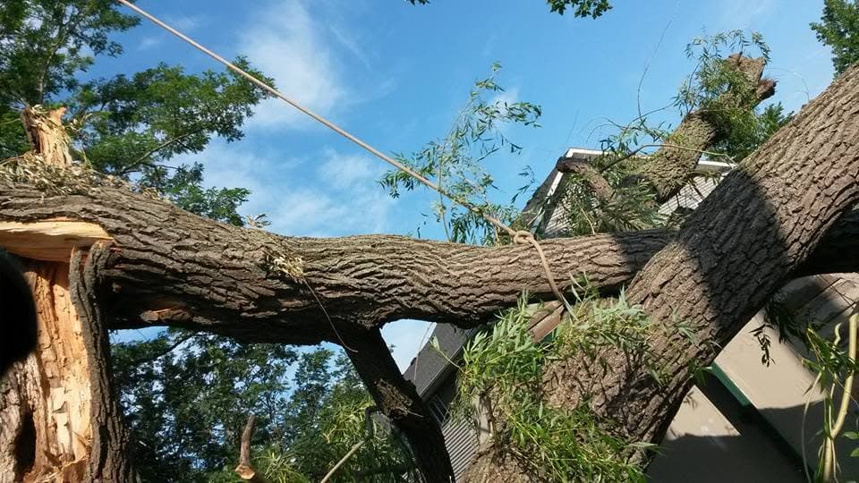 A heavy leaning limb rigged with a rope against a blue sky above a house