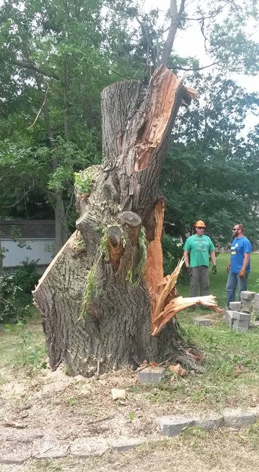 A storm-topped trunk with fresh cuts and stripped bark, two Quality Tree Service crew members standing to the side