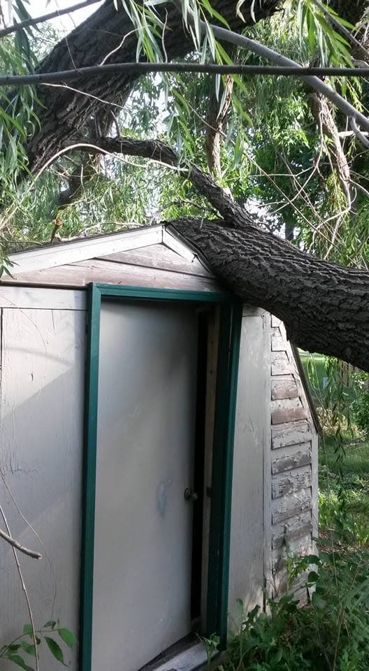 A large tree limb fallen across the peak of a garden shed after a storm