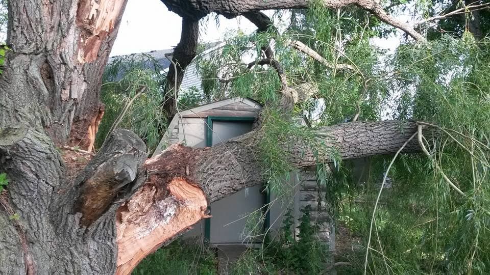 A storm-snapped trunk fallen against a shed, the splintered break in the foreground