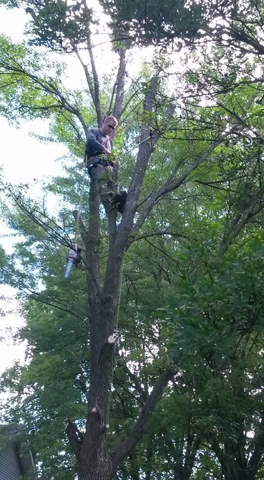 A roped Quality Tree Service climber works inside a green canopy with a chainsaw hanging at his side