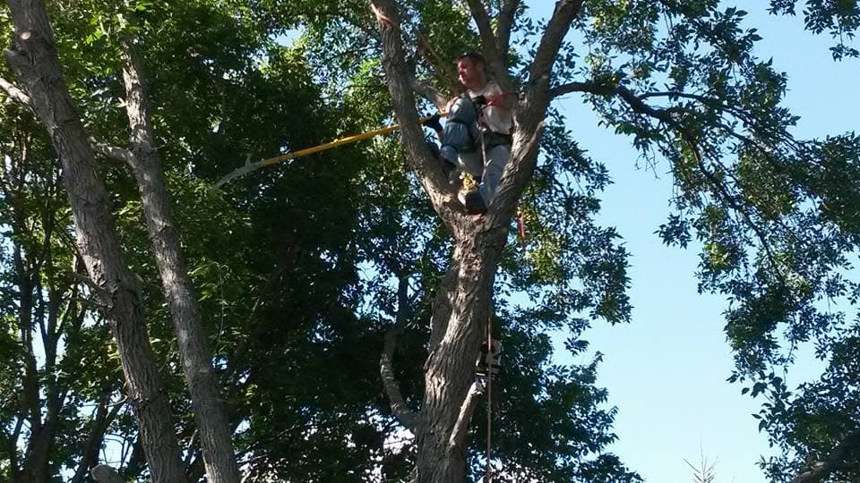 A climber reaches out with a pole saw to trim limbs from high in a tree against a blue sky