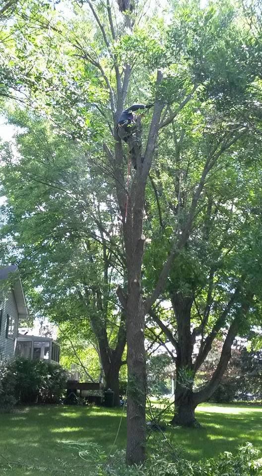 A climber works the main trunk of a large leafy tree above a house, roped in