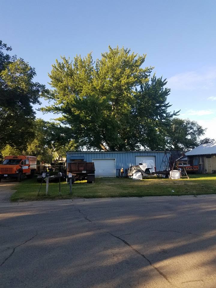 A large mature tree standing right up against a blue metal shop building, before removal